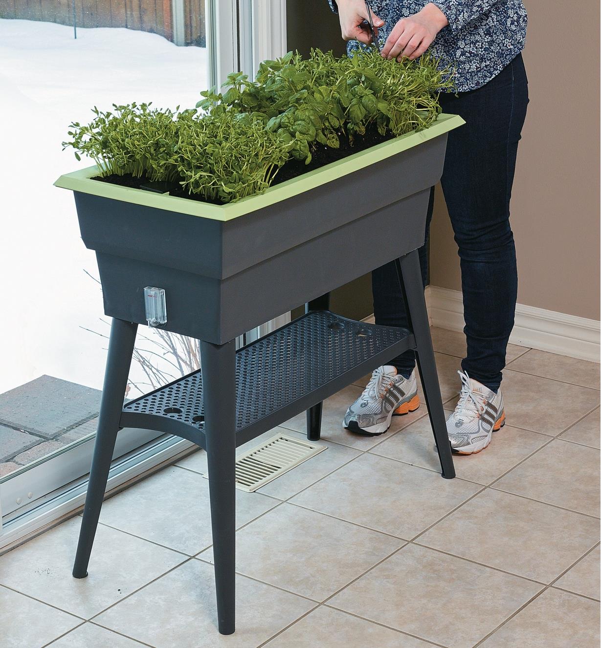 A woman clips herbs growing in the Self-Watering Raised Planter