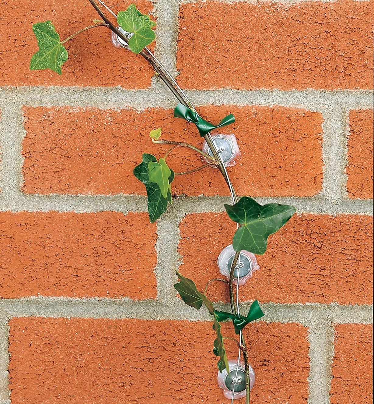 Wall Trellis Kit attached to a brick wall