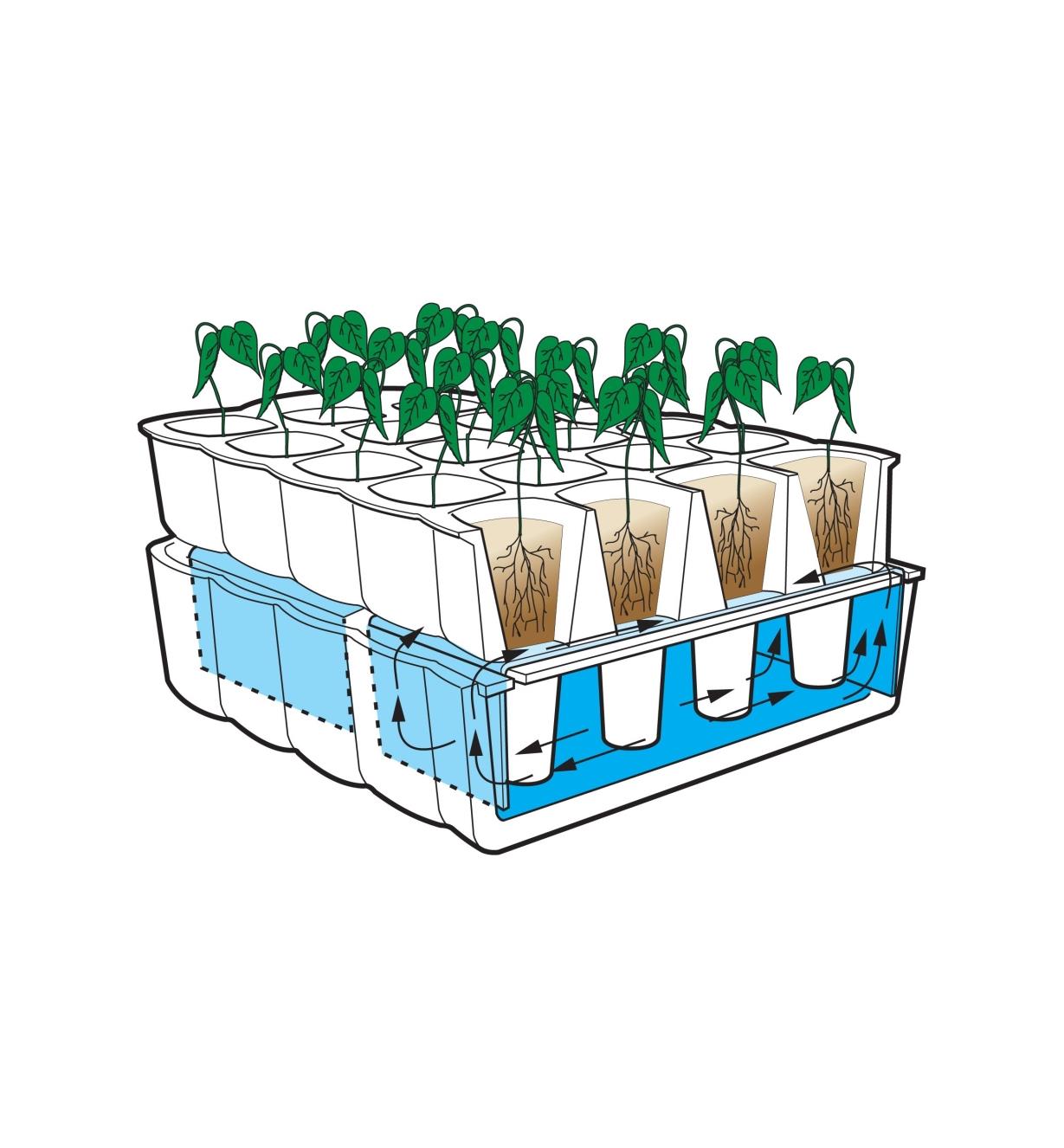 Illustration montrant la distribution de l'eau aux semis par le tapis capillaire dans le système de culture