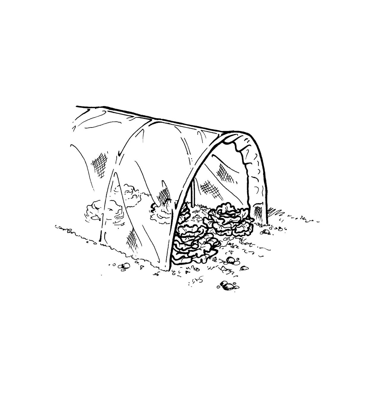 Toile à ombrer soutenue par des arceaux pour couvrir une rangée de laitue dans un jardin