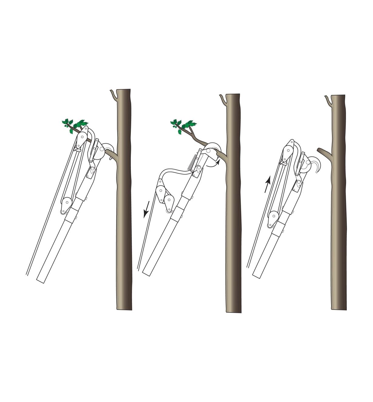 Schéma illustrant les trois étapes à suivre pour couper une branche avec un émondoir à contre-lame