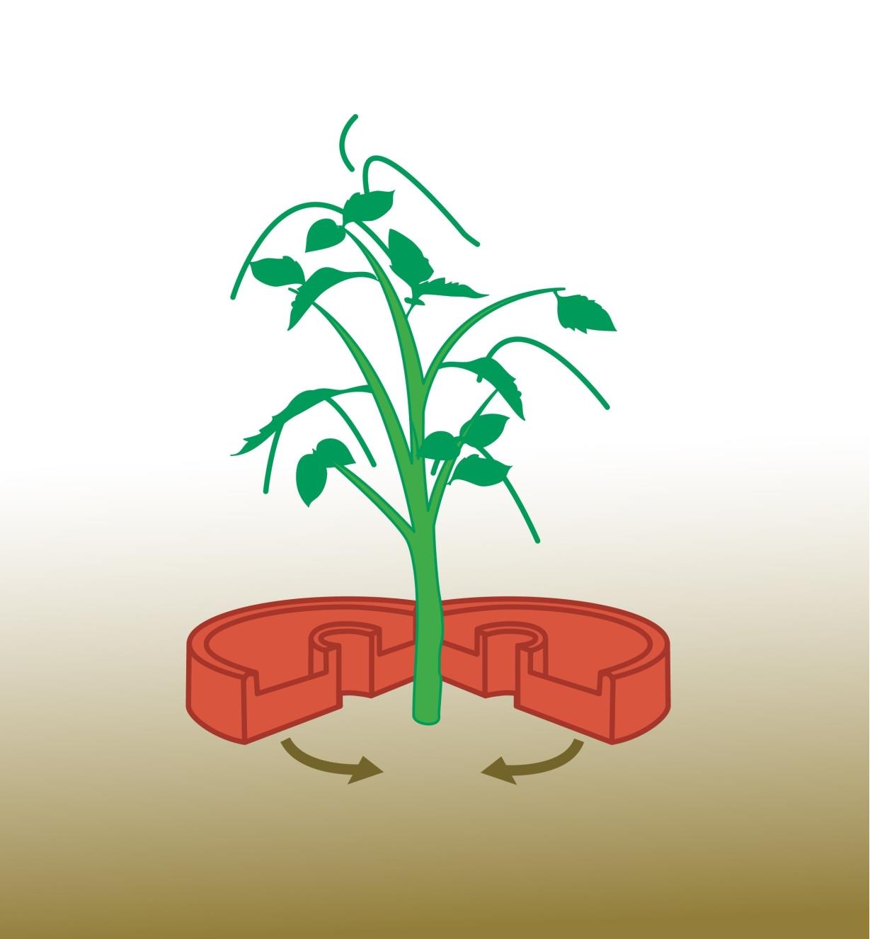 Illustration shows how to place Tomato Crater around a plant stem