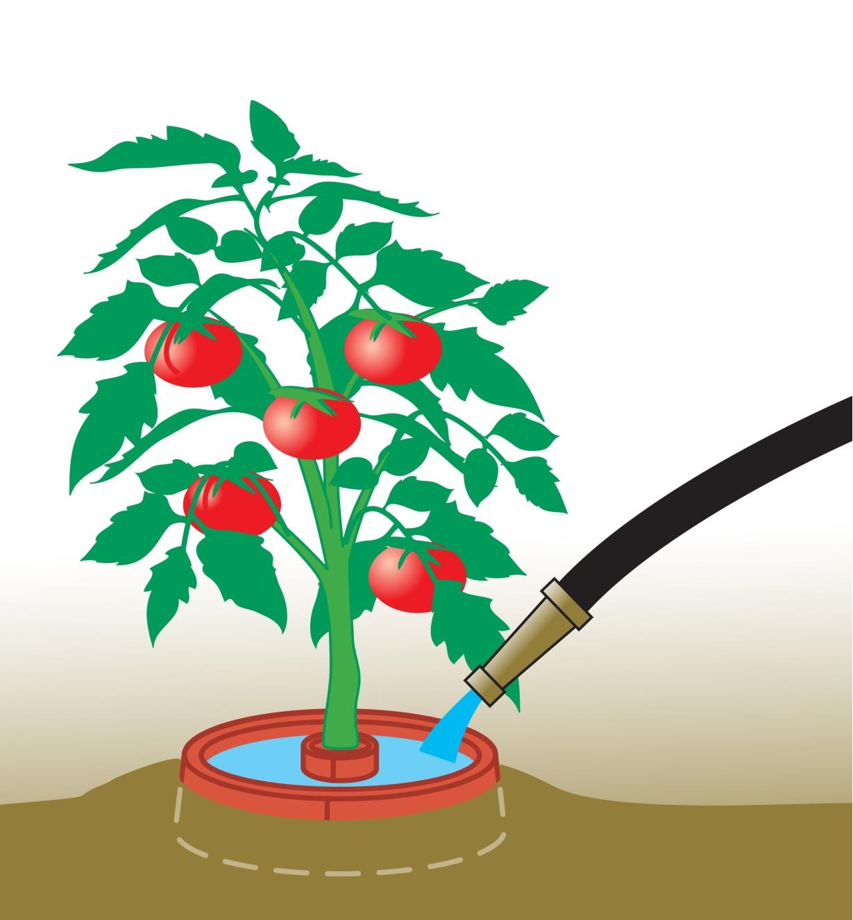 Illustration of crater around a tomato plant being filled with water
