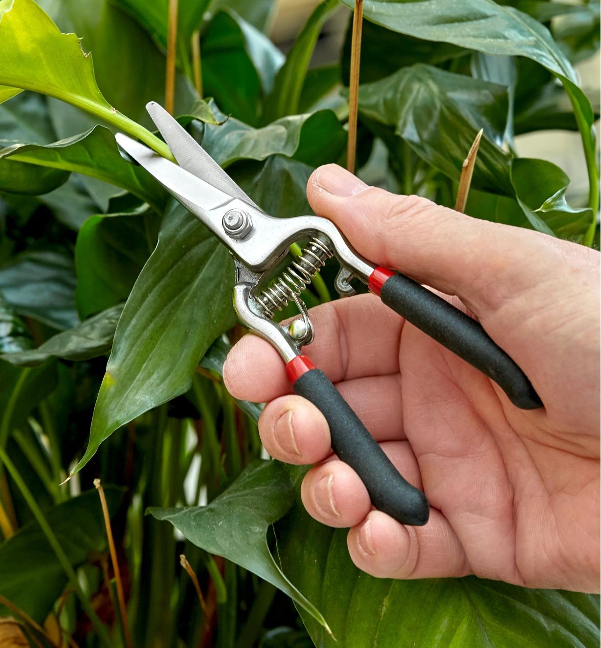 6" pruning shears being used to prune a plant