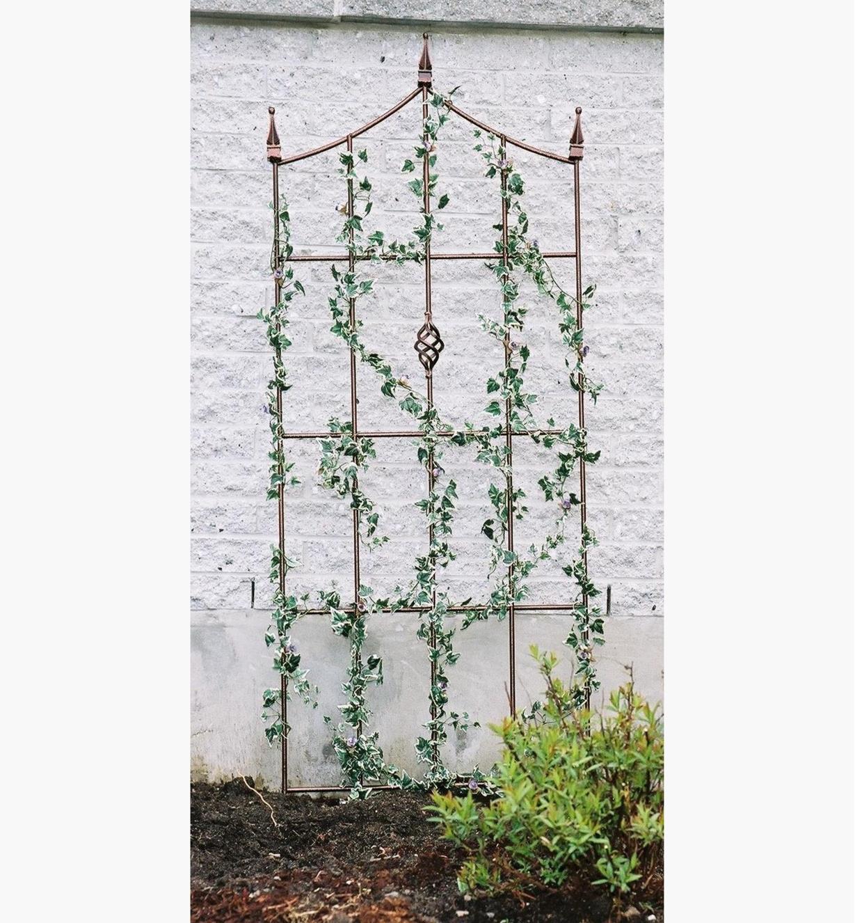 Ivy growing on the Camelot garden trellis