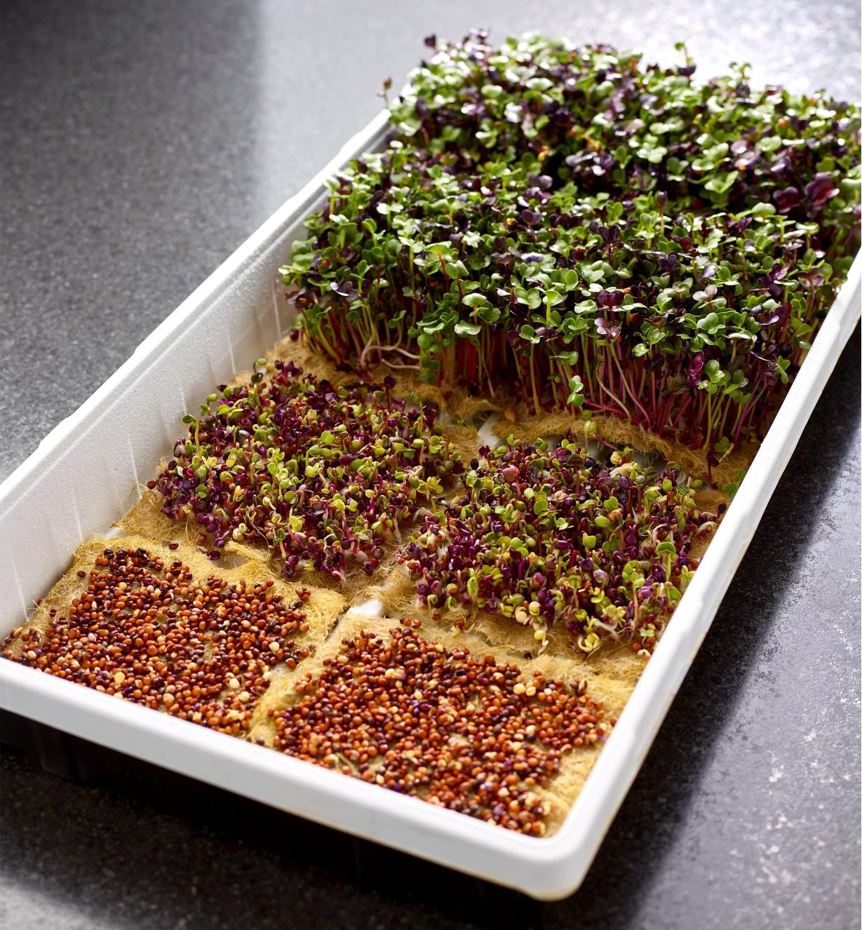 Three hemp-fiber grow mats showing seed, germination and sprout stages of microgreens