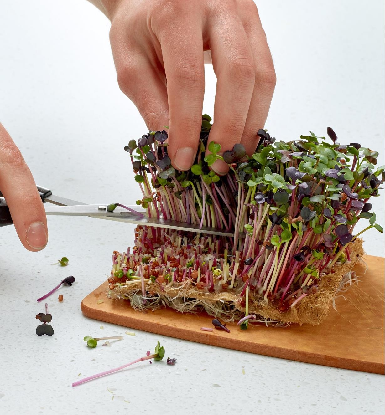 Cutting sprouts on a hemp-fiber grow mat with a pair of scissors