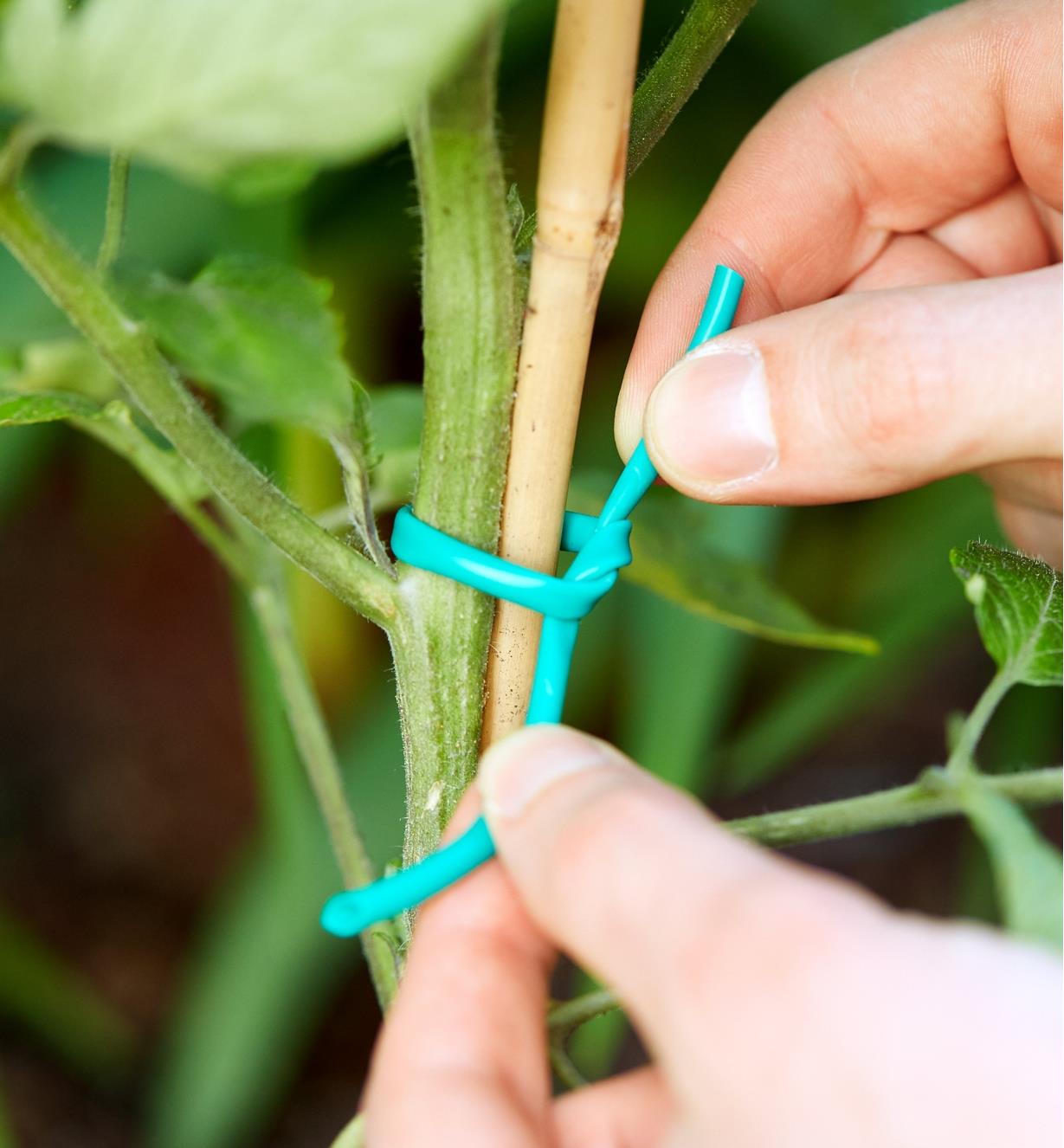 Jardinier utilisant une attache élastique pour plantes pour tuteurer un plant de tomates à une tige de bambou