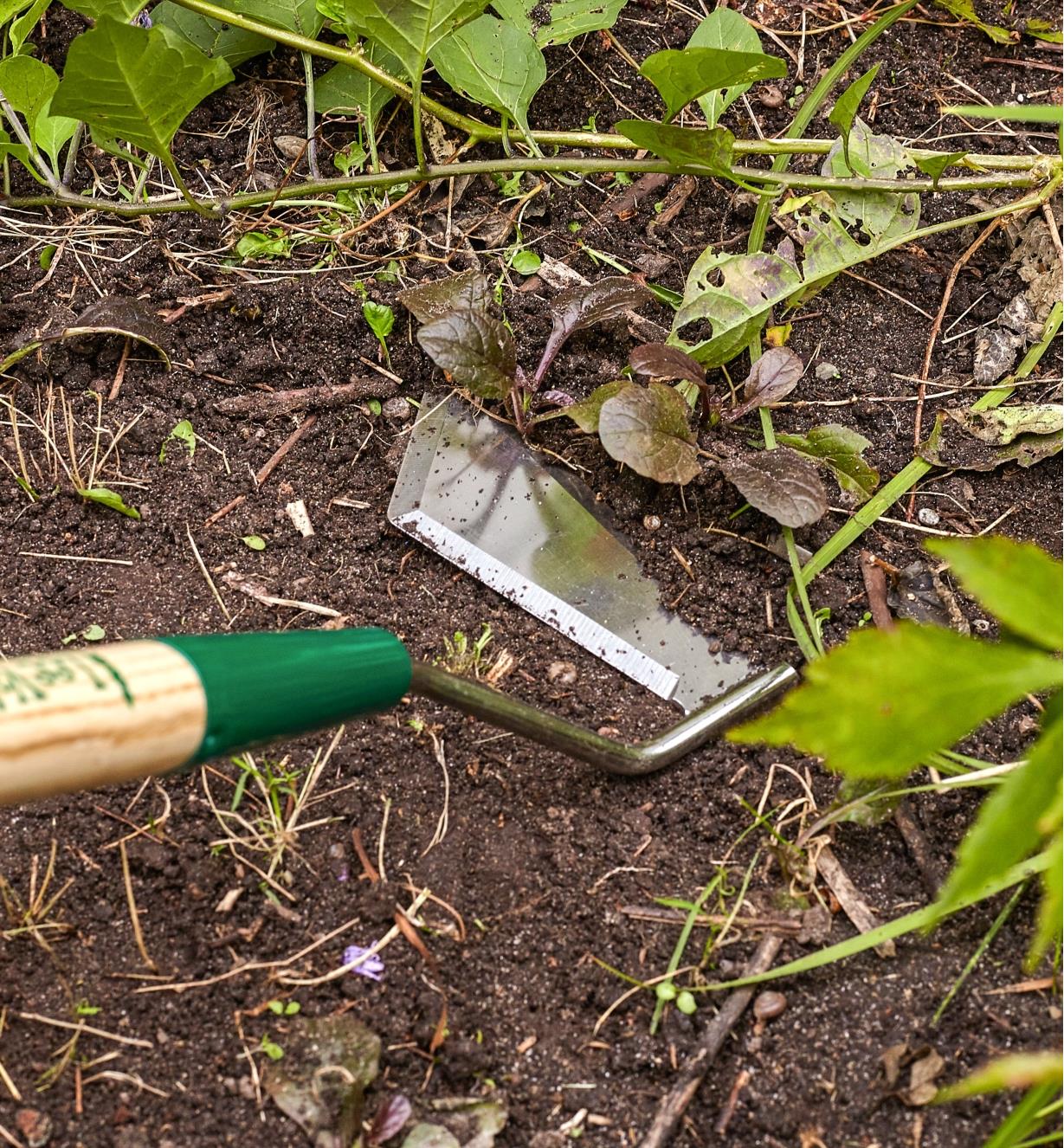 Close-up of swoe blade cutting weeds in a garden