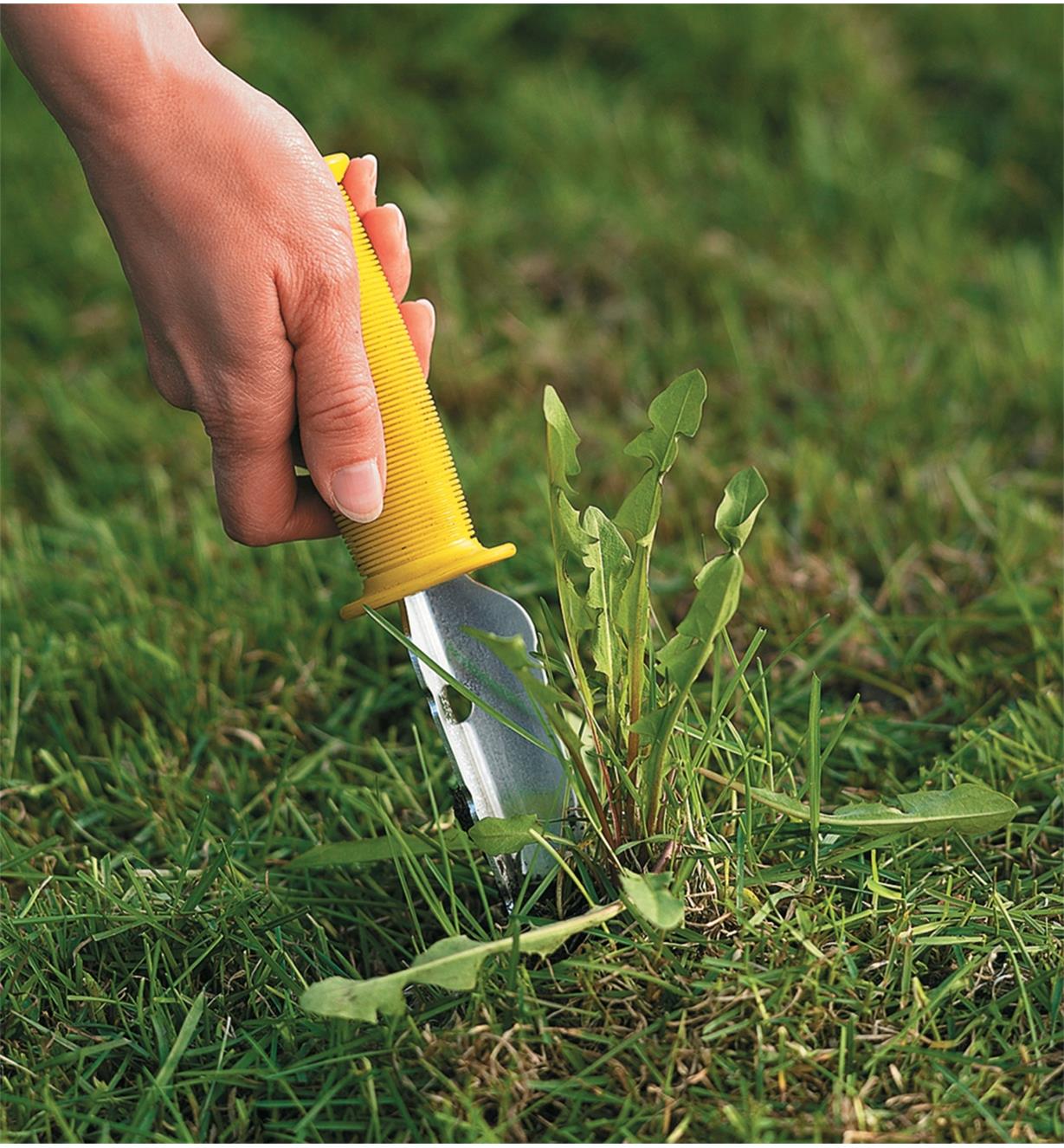 Using the All-Purpose Lifetime Weeder to dig out a dandelion