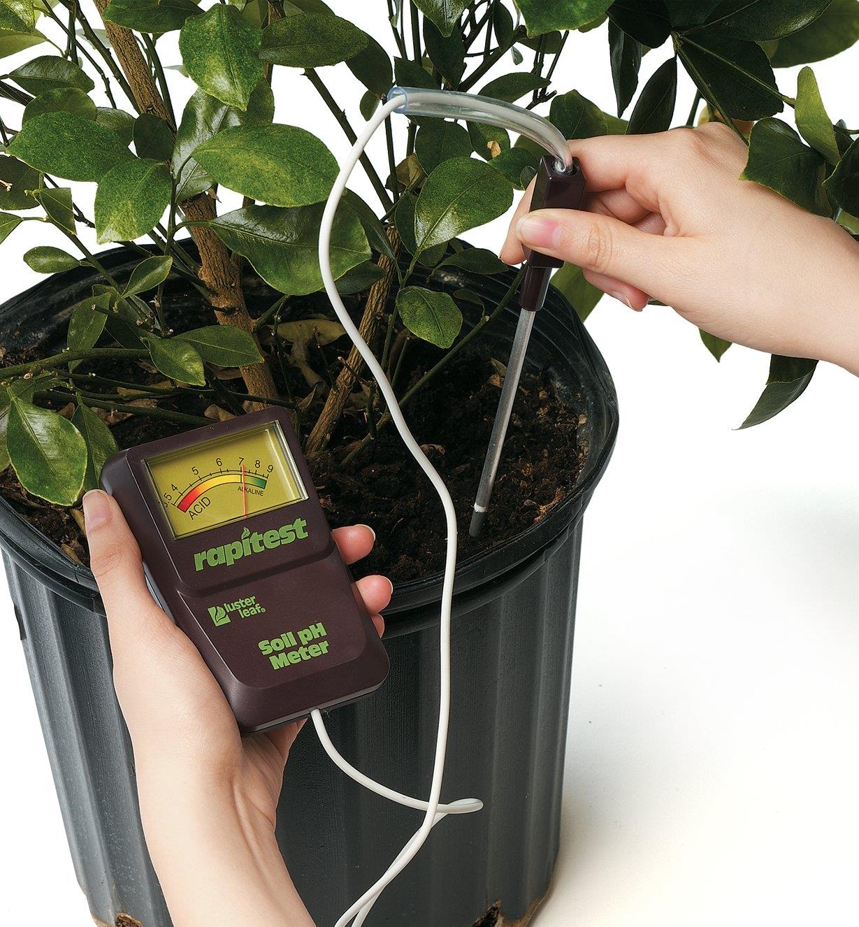 Inserting the probe of the Soil pH Meter into the soil of a potted plant