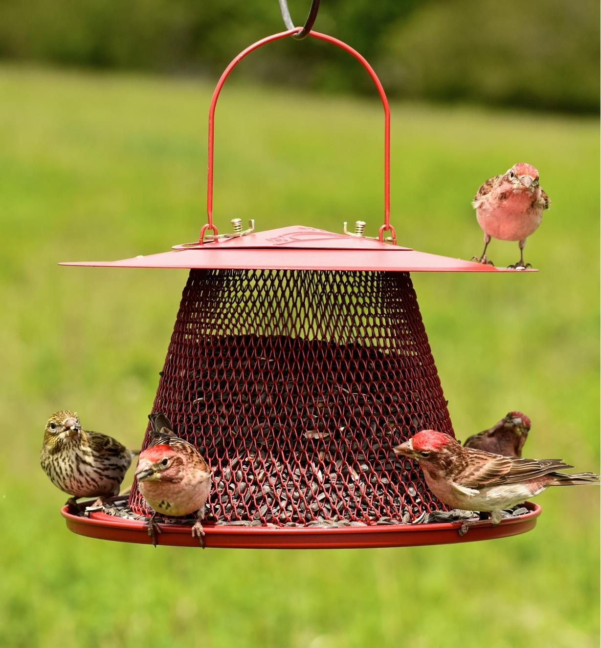 Several small birds perch on collapsible bird feeder
