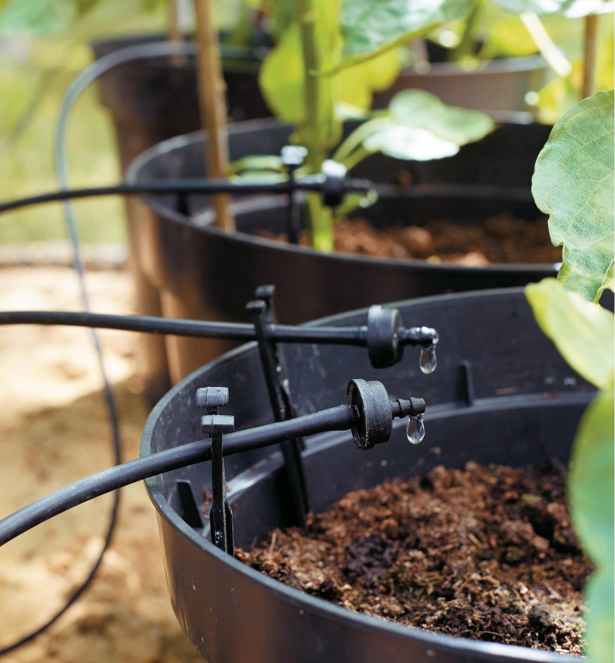 Emitters staked in pots dripping water into the soil