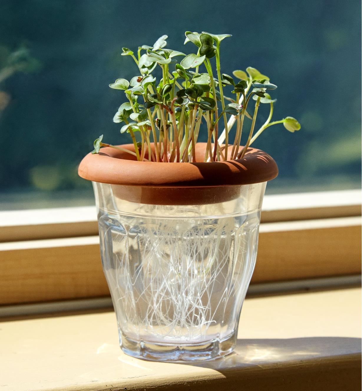 Radish sprouts being grown from seed in a terra cotta sprouter placed on top of a jar of water