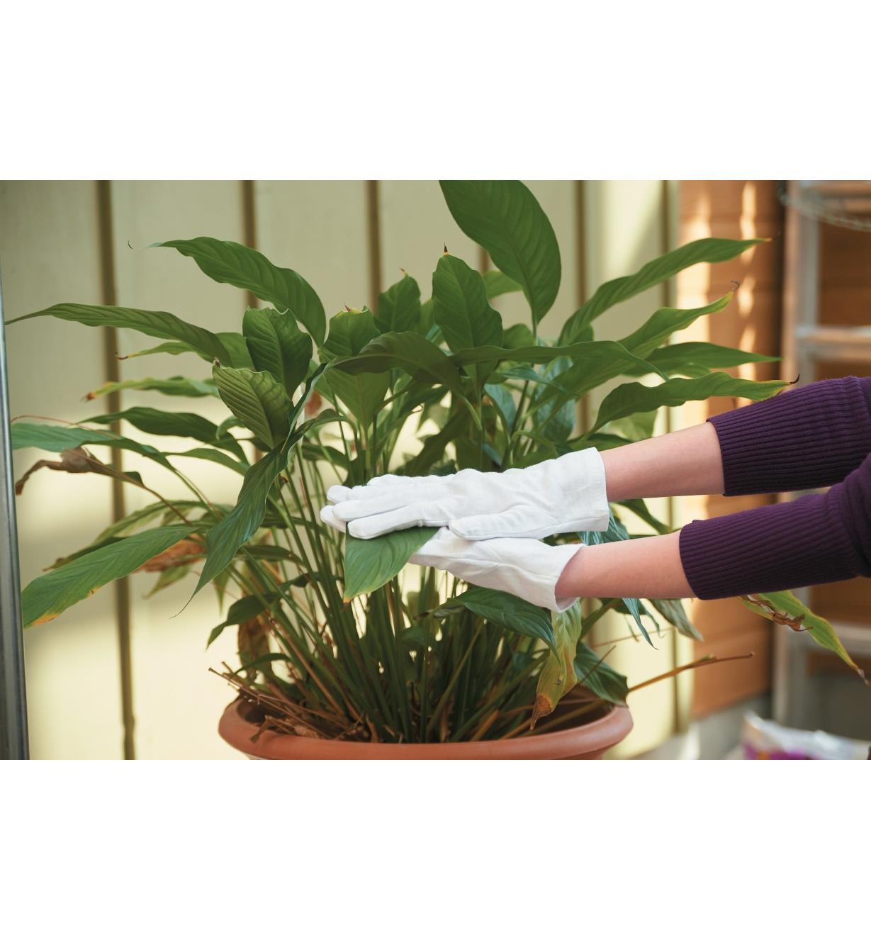 Wearing Cotton Utility Gloves while wiping down a houseplant 