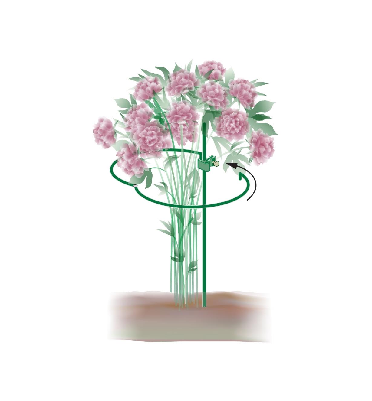 Illustration montrant comment mettre en place l'anneau à charnière d'un support pour pivoines autour d'une plante