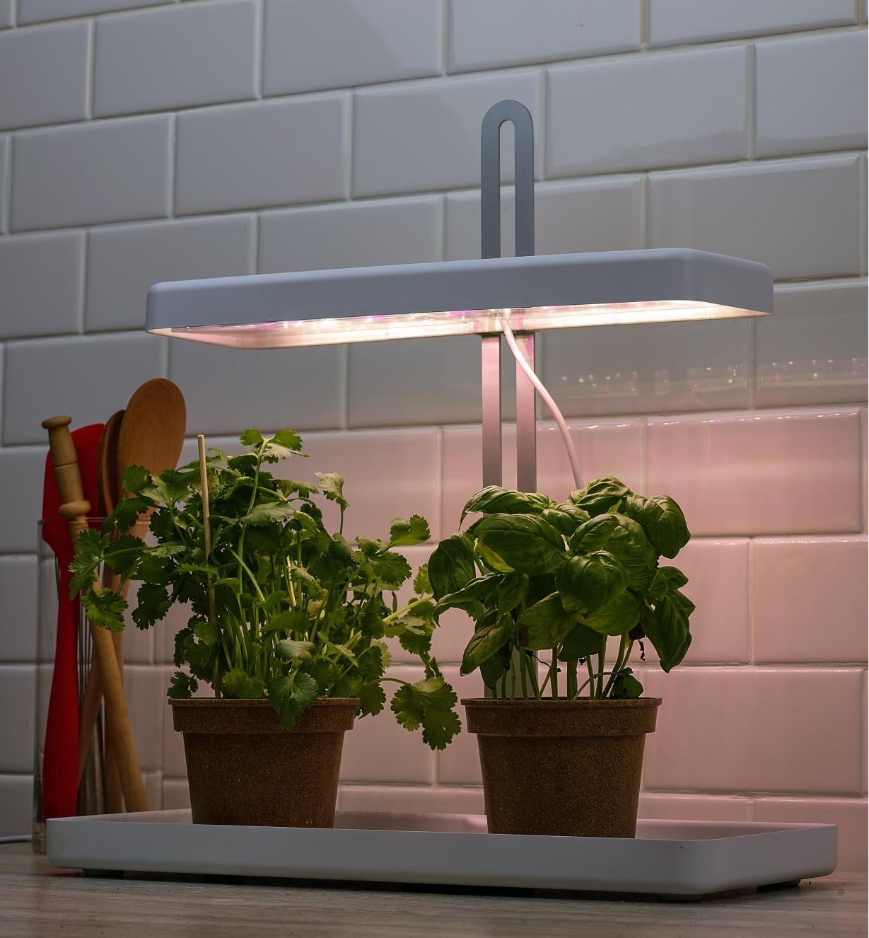 Two pots of herbs sit in the tray beneath the canopy of the tabletop LED grow light