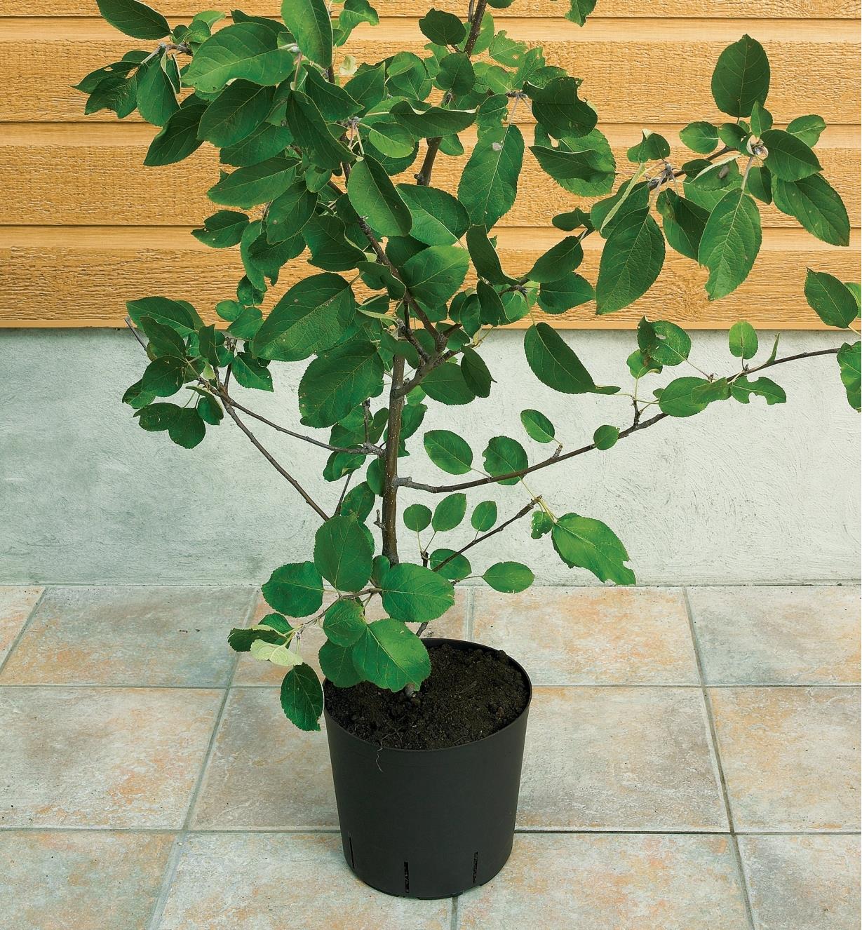 A tree branch transplanted into a pot