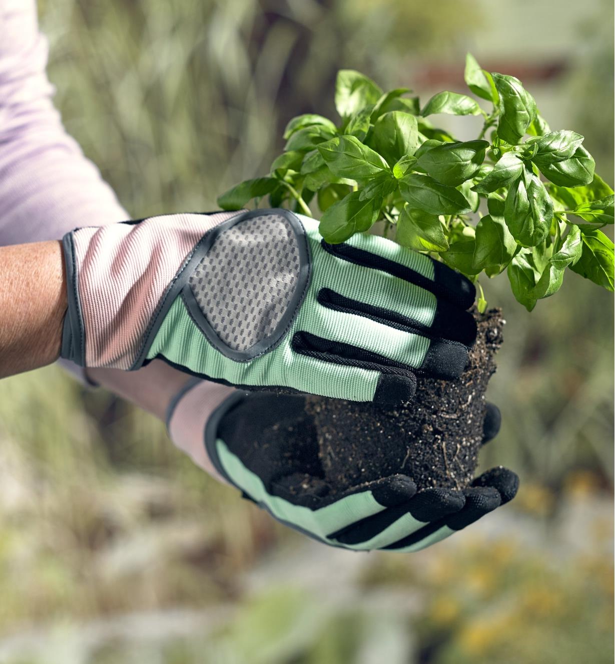 Femme équipée de gants de jardinage et tenant un plant de basilic