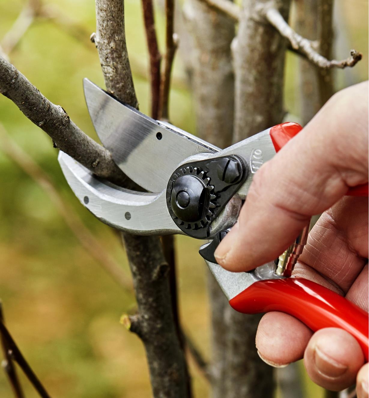 Using a Felco #2 pruner to trim a branch