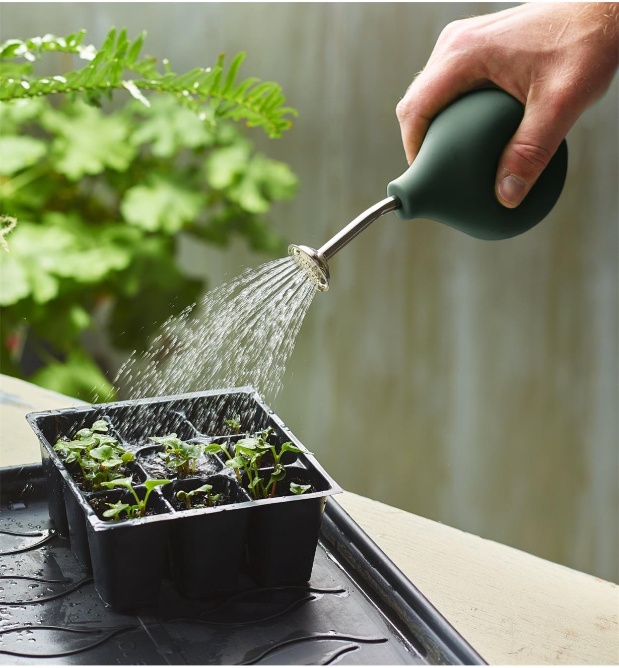 Using the seedling sprayer to lightly water new seedlings