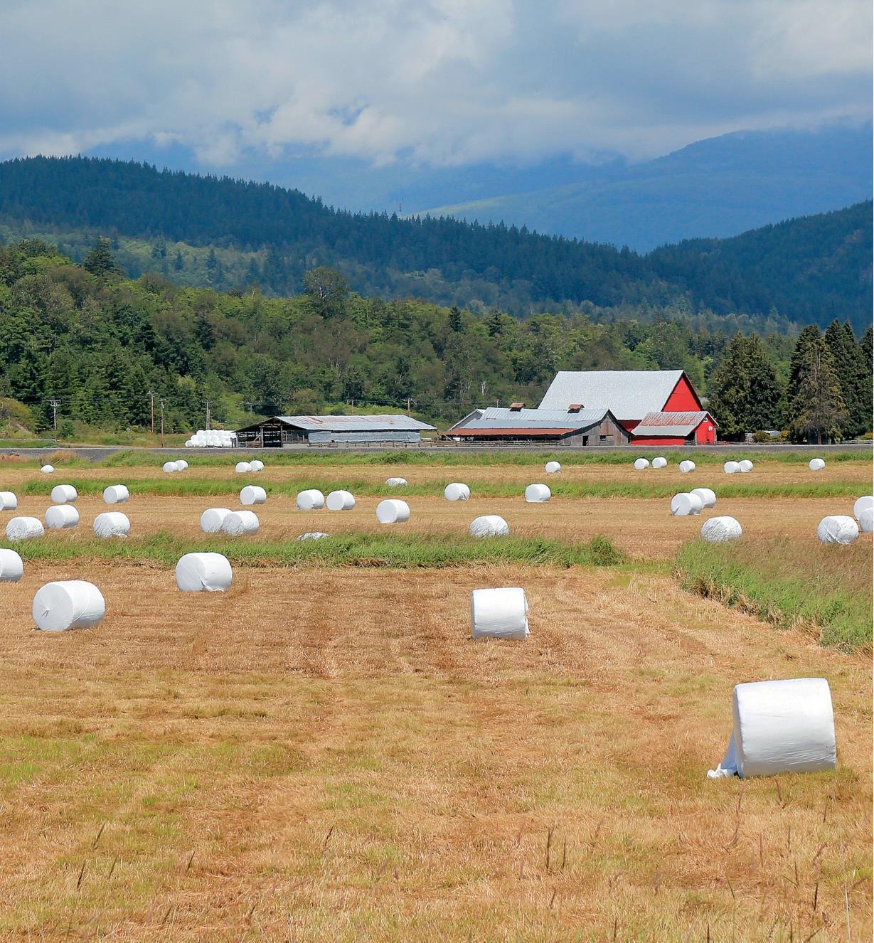 Hay bales wrapped in polyethylene sheeting in a farm field