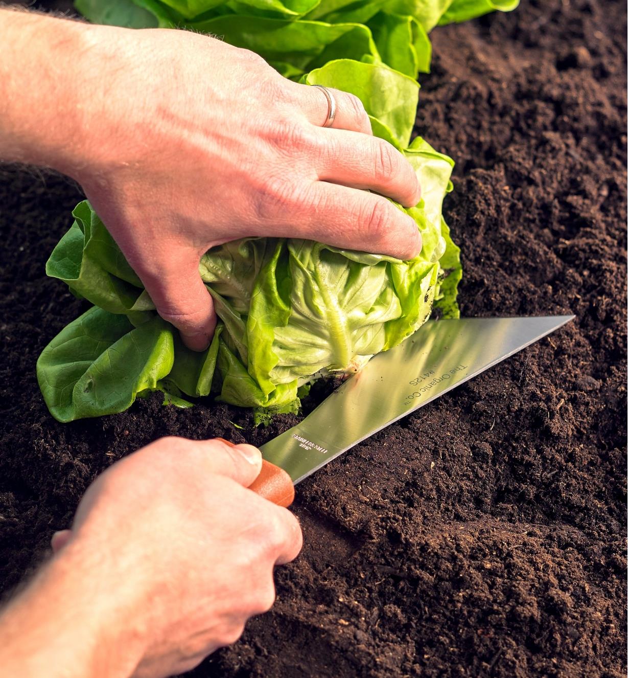 Using the harvest knife to cut a lettuce plant away from its roots
