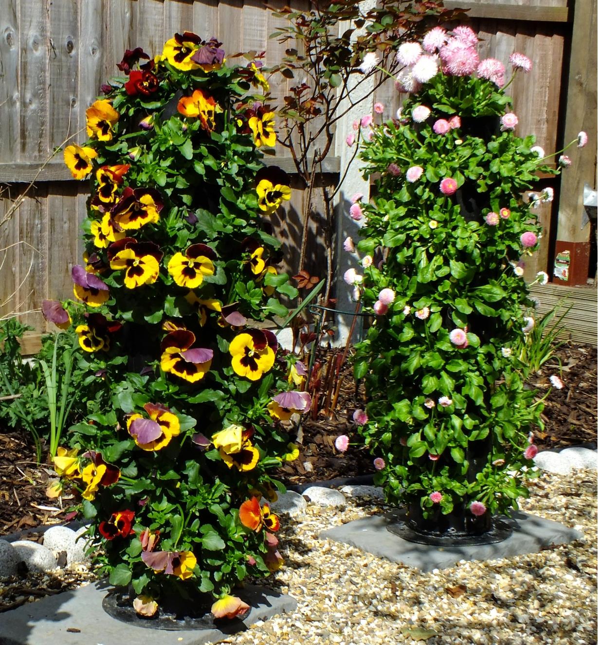 Pansies and English daisies growing in a pair of Flower Towers