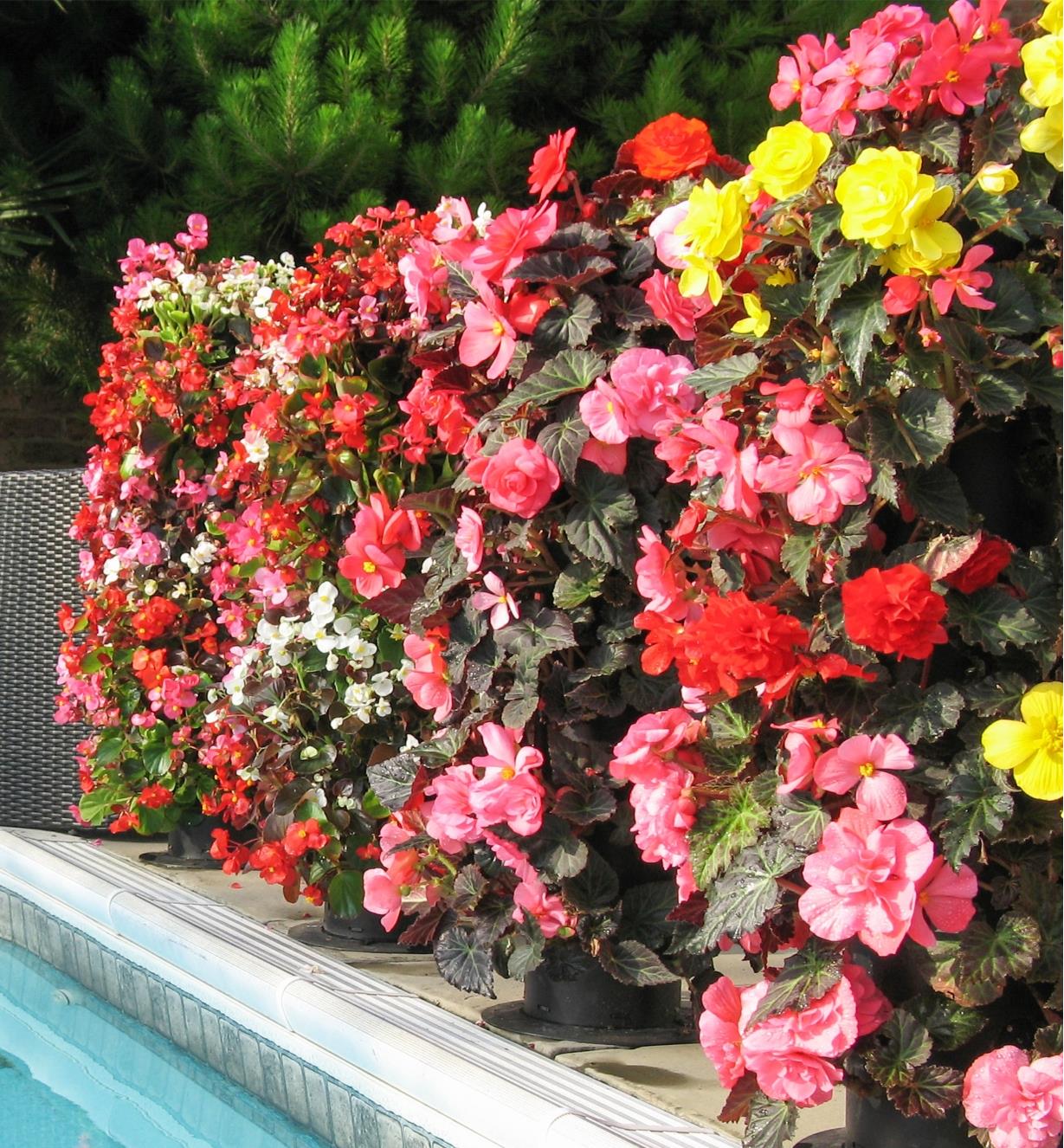 Rex begonias and tuberous begonias growing in four flowers towers lined up by a pool