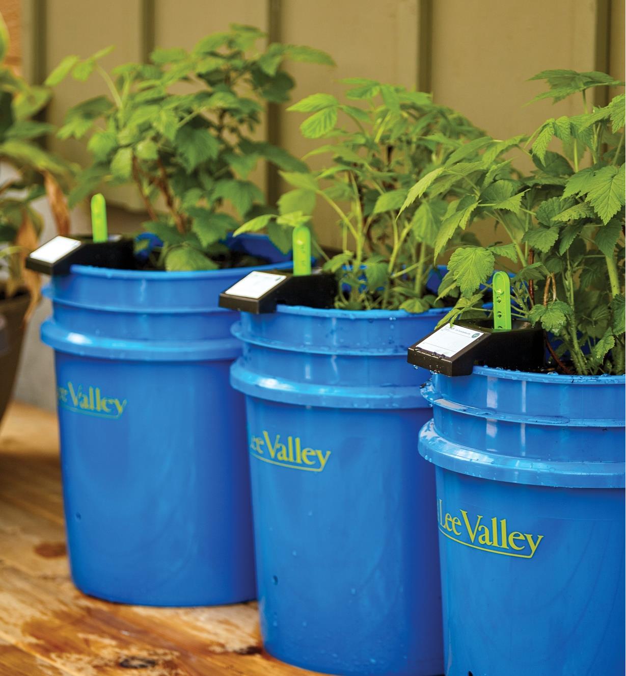 Trois seaux en plastiques contenant des plantes et des réservoirs d'auto-irrigation GroBucket
