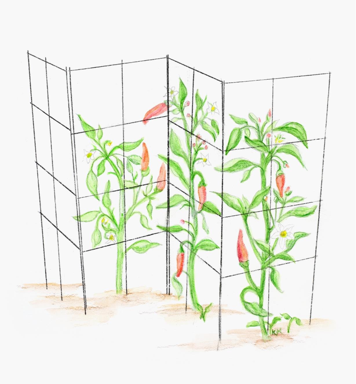 Illustration d'un tuteur de jardin pliant à quatre côtés formant un treillis en zigzag pour soutenir des plantes grimpantes