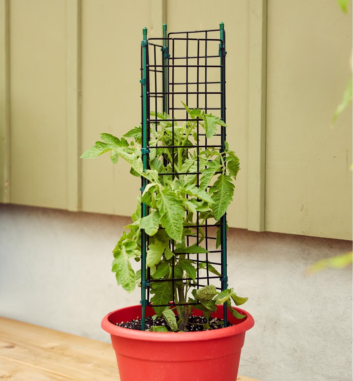 Cage à tomates placée dans une jardinière