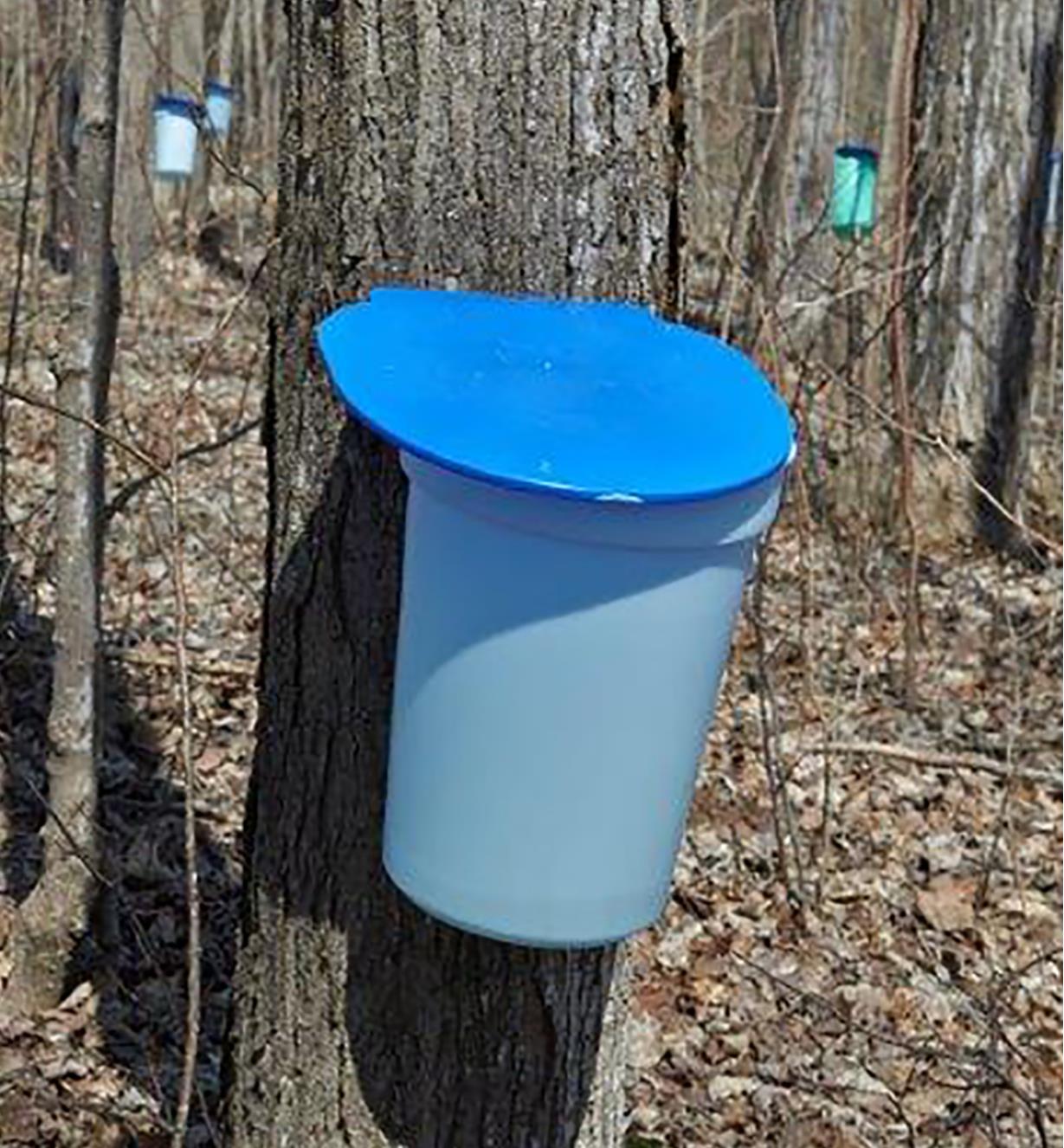 Covered bucket from the maple syrup starter kit hangs on a maple tree