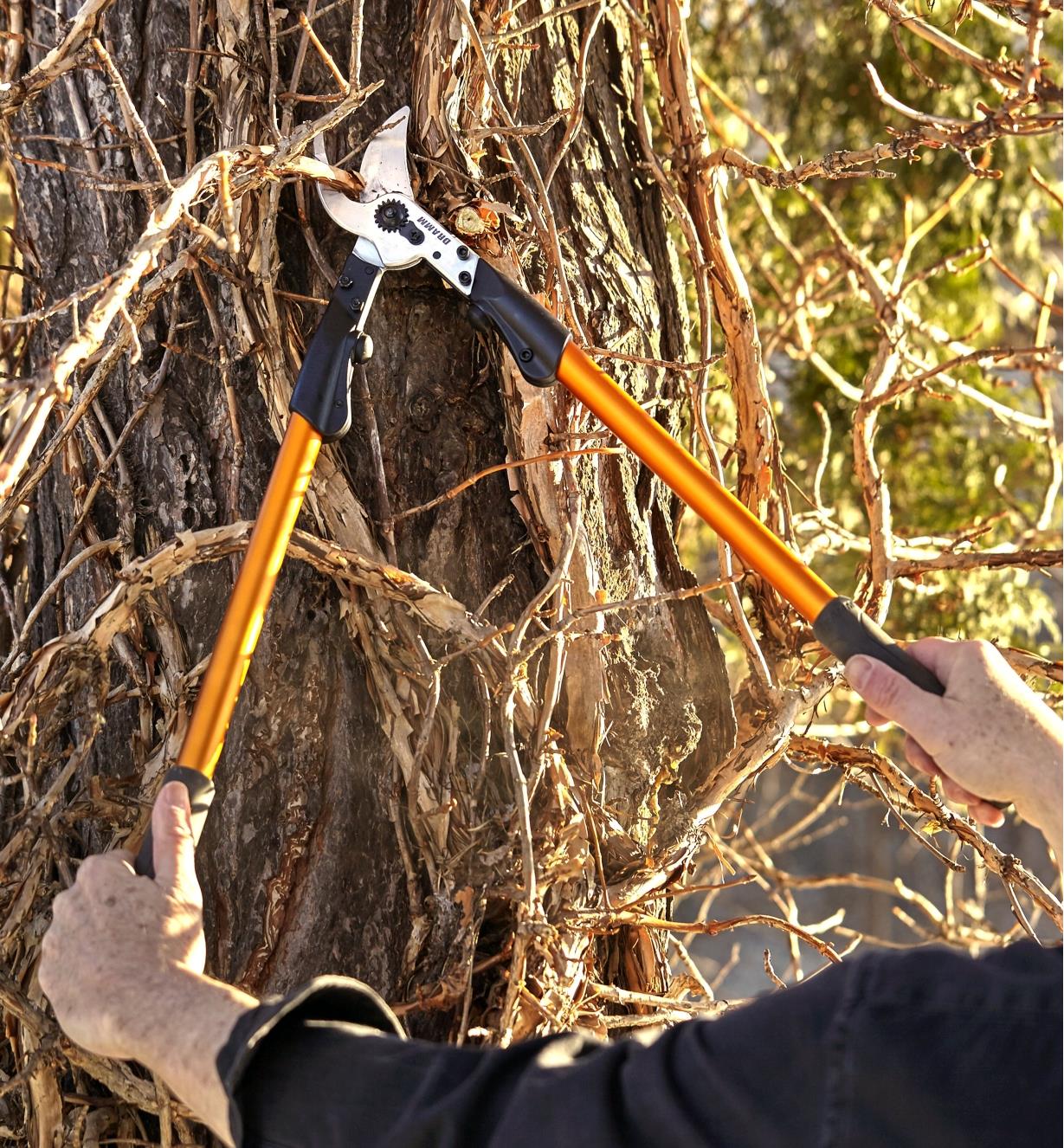 Personne coupant des branches de vigne agrippées au tronc d’un arbre à l’aide d’un ébrancheur à contre-lame