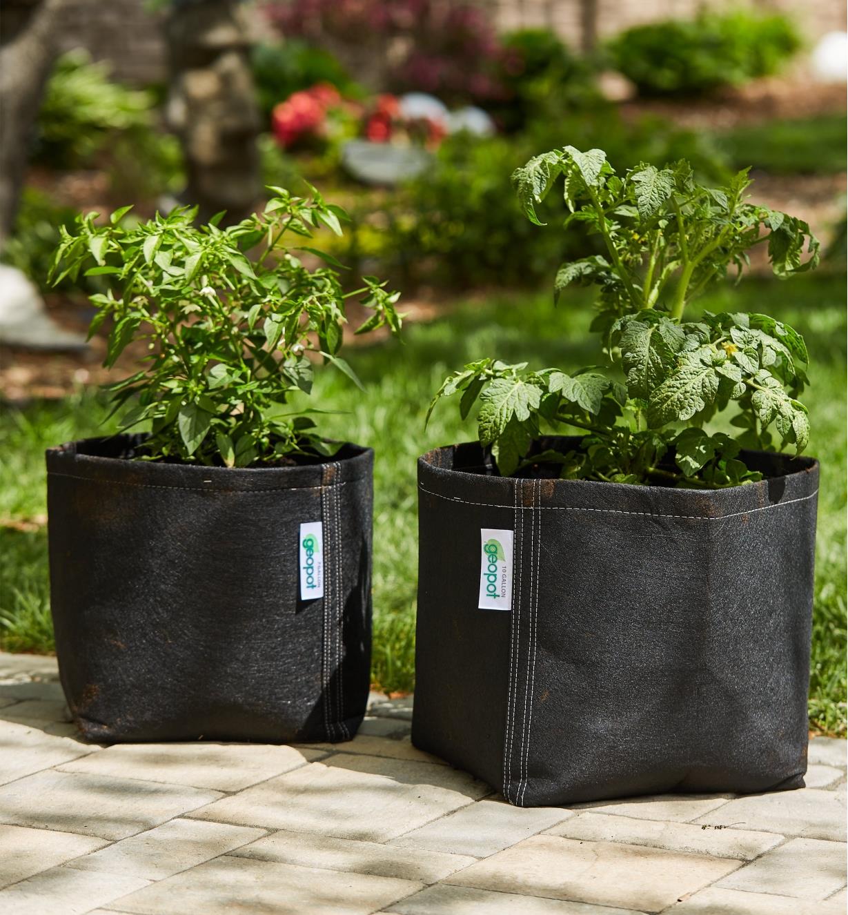 Deux pots en tissu sans poignées contenant chacun un plant de tomate posés sur une terrasse