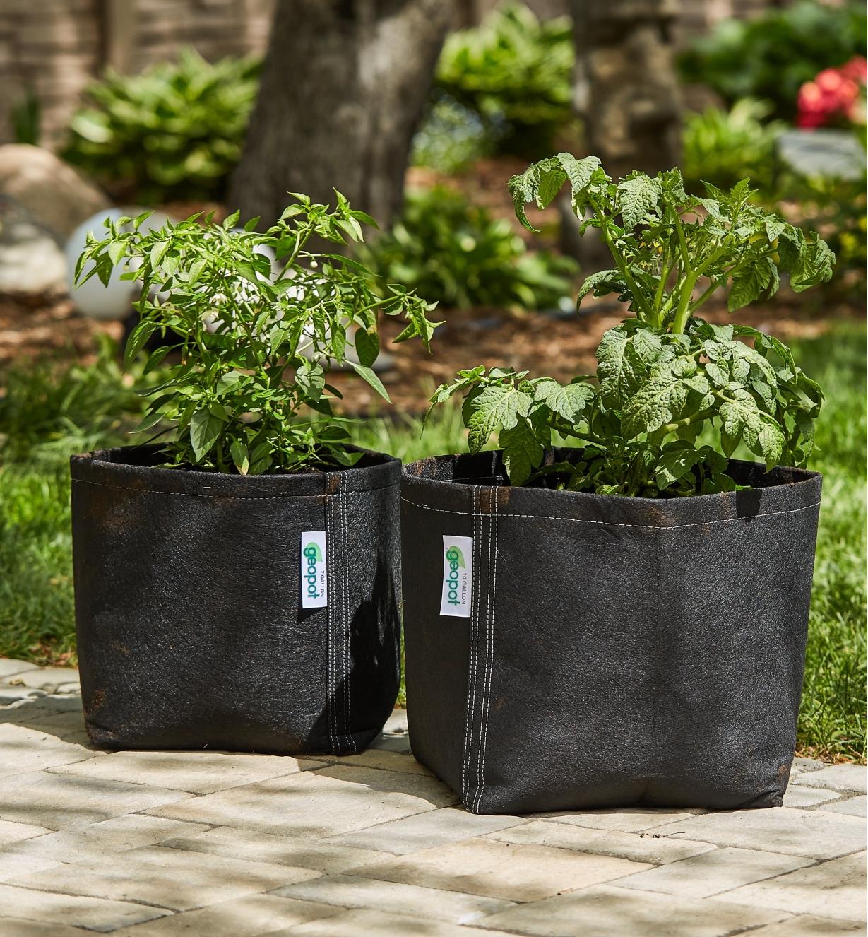 Two unhandled fabric pots with plants growing from them sitting on an outdoor patio