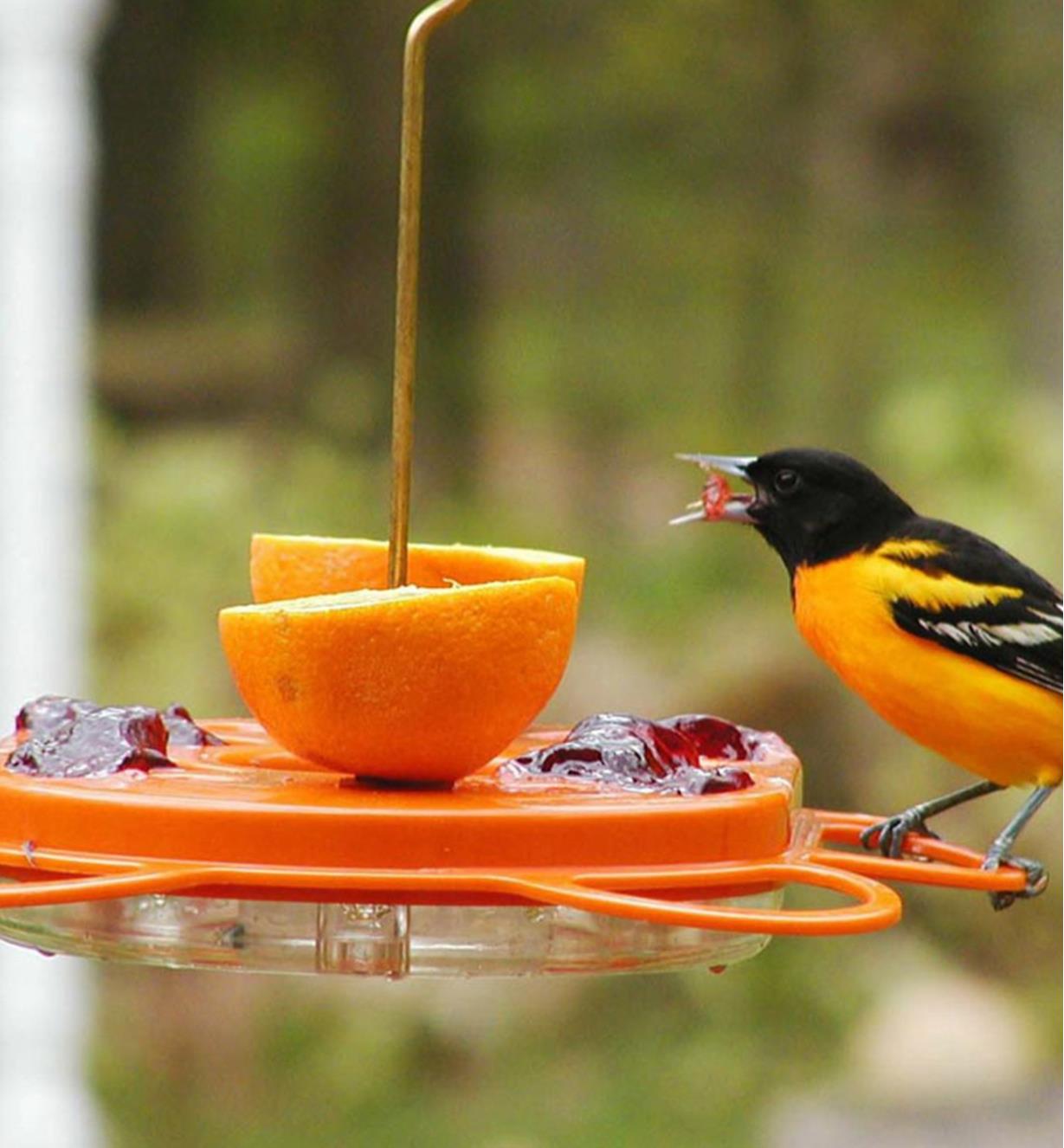 An oriole perches to eat jelly from the oriole bird feeder