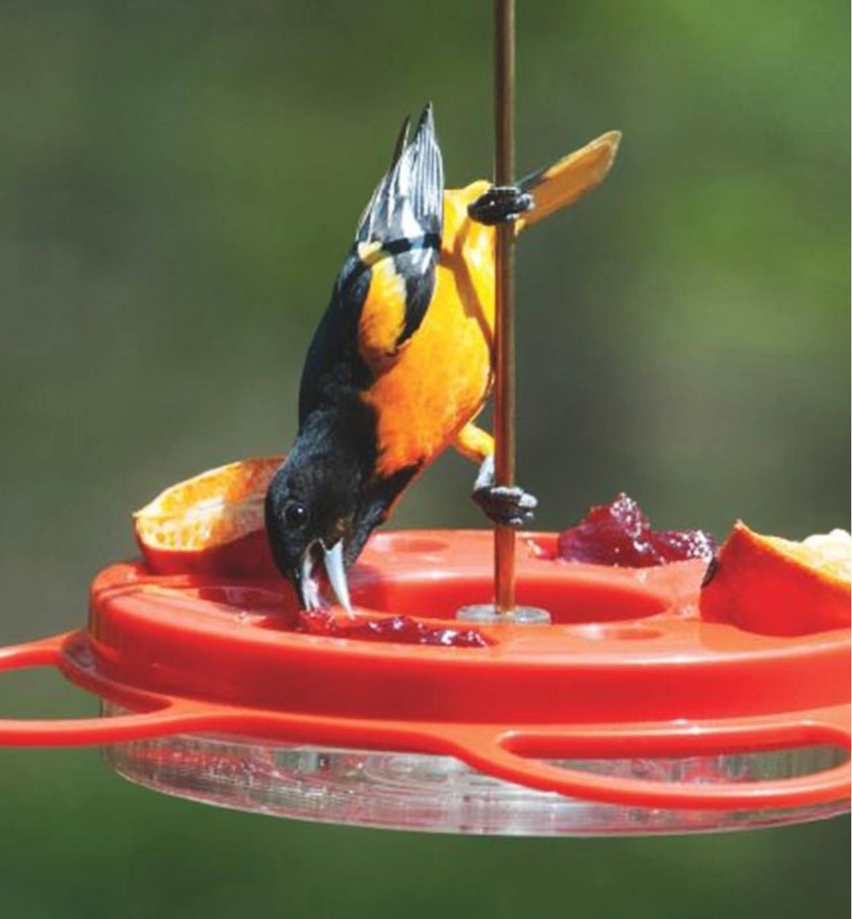 An oriole clings to the hanger of the oriole bird feeder to eat jelly