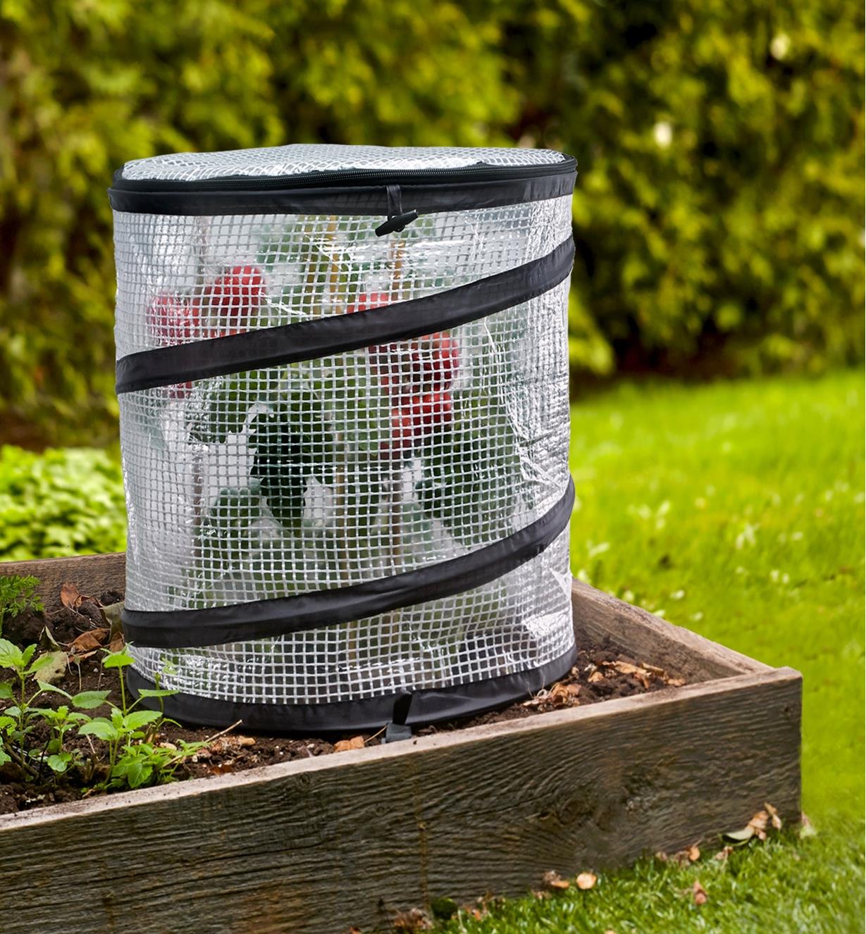 A pop-up plant cover, with the reinforced plastic top zipped on, staked in place over a tomato plant