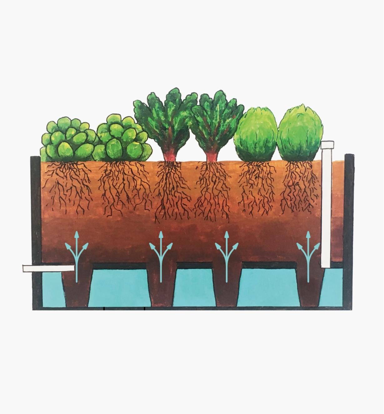 Cutaway view illustrating soil wicking water from the reservoir of the self-watering raised bed kit