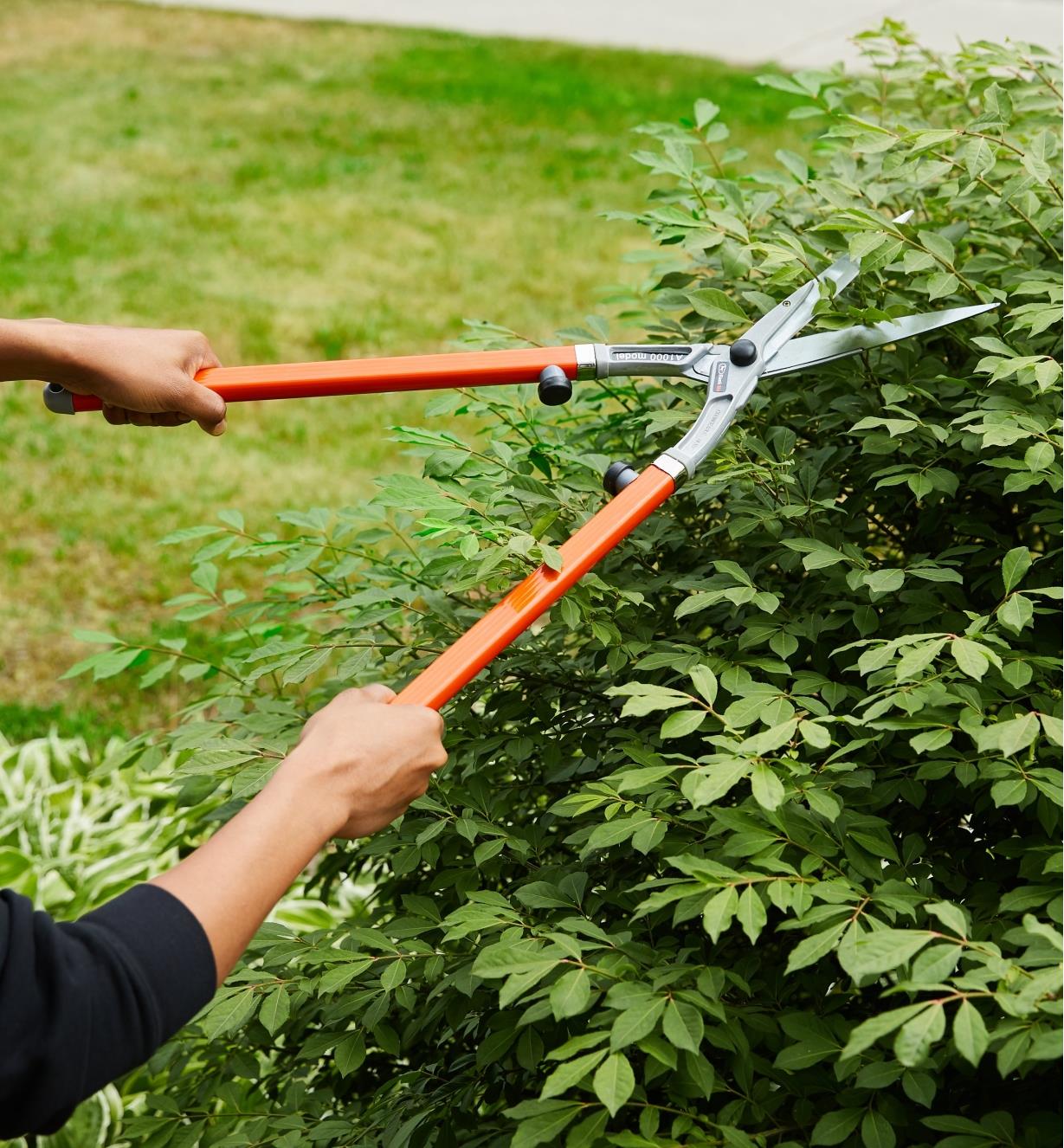 Trimming a shrub with long-handled shears