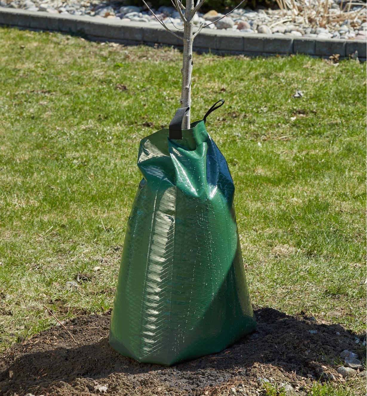 A filled 20 gallon PVC tree watering bag encloses the tree base