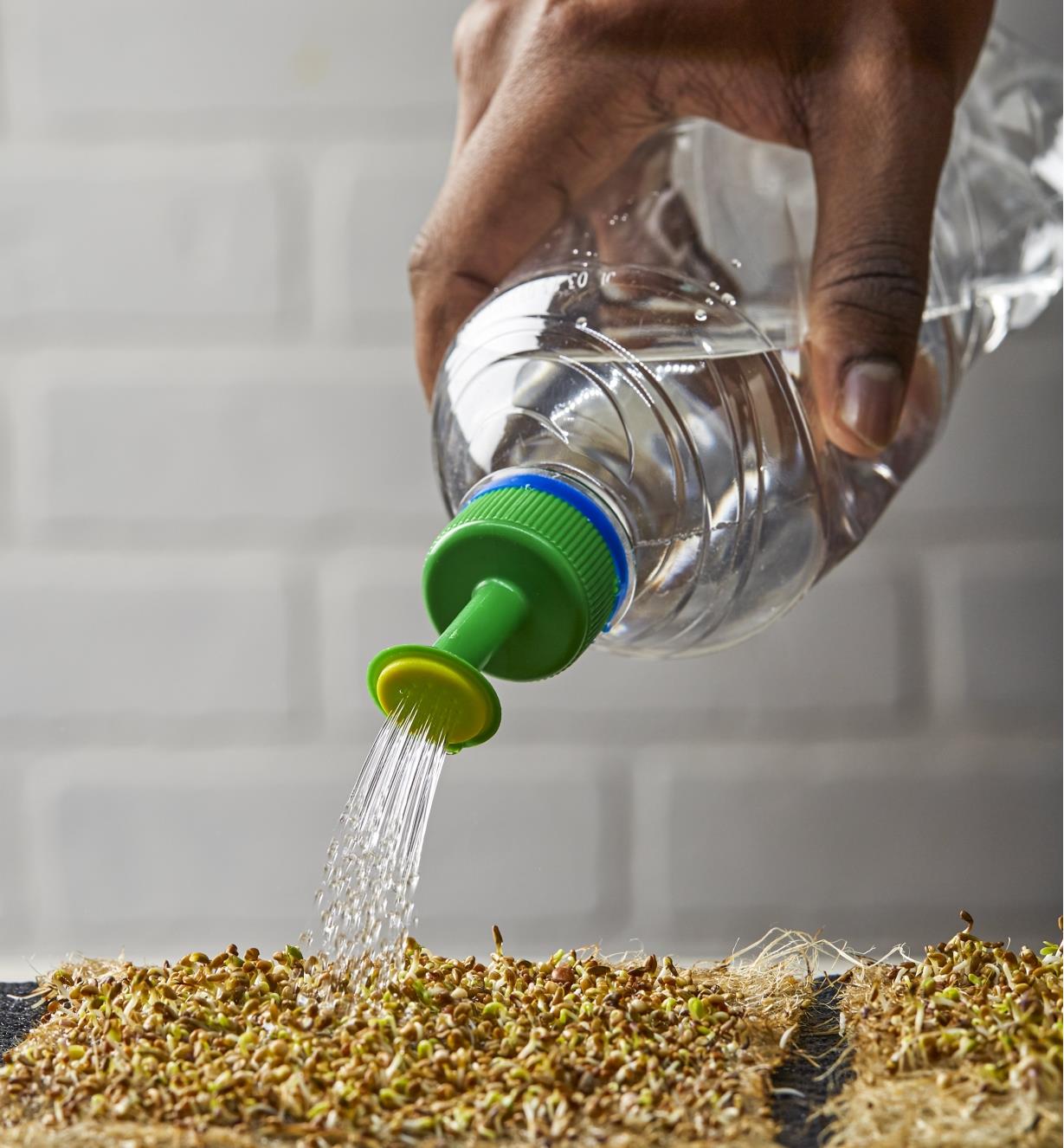 Watering sprouts using a plastic bottle topped with a bottle-top waterer 
