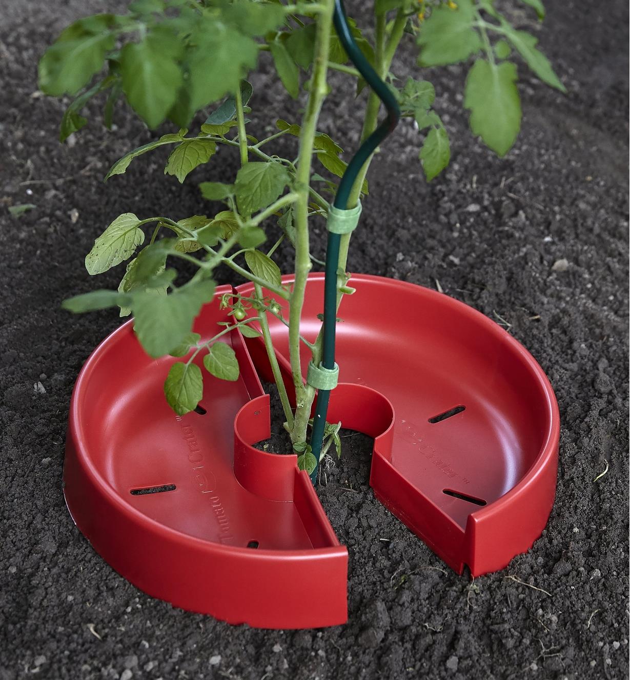 The two halves of a Tomato Crater being separated for placement around the stalk of a tomato plant