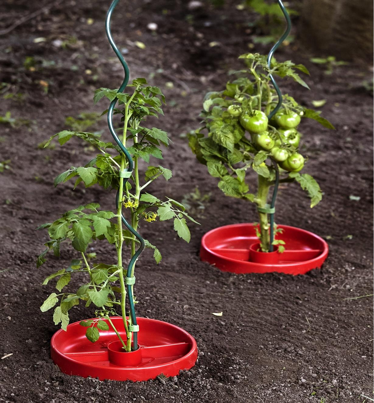 Two tomato plants, each being grown within a Tomato Crater and supported by a spiral stake
