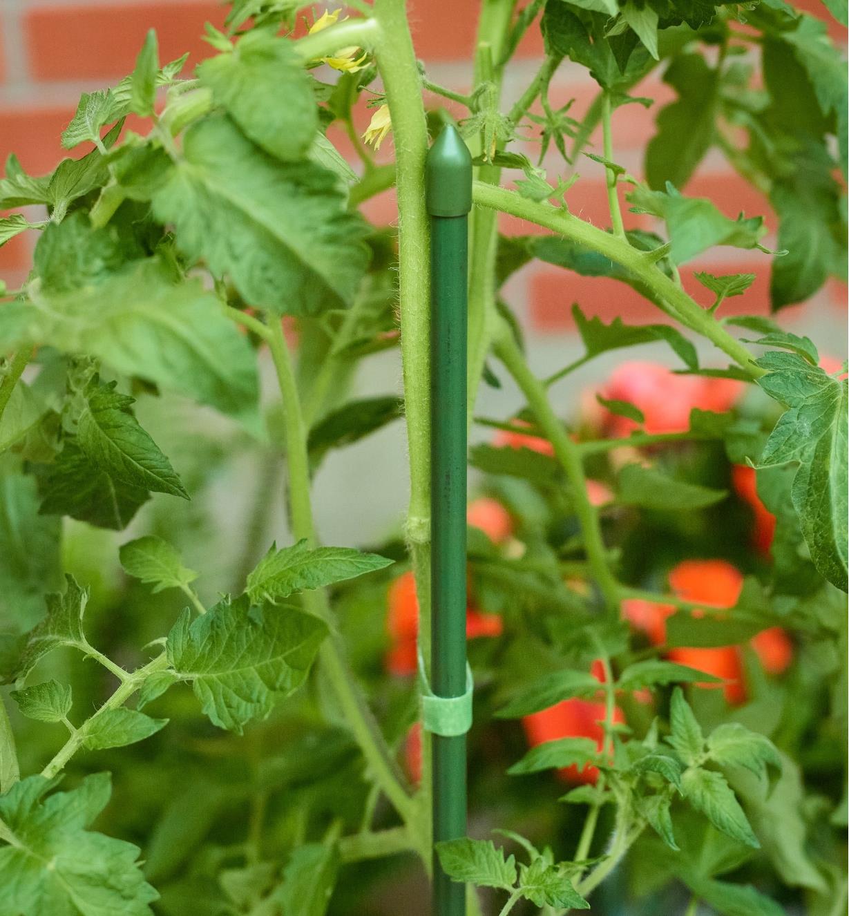 A close view of a tomato plant secured to a permanent stake with a loop of VELCRO plant tie