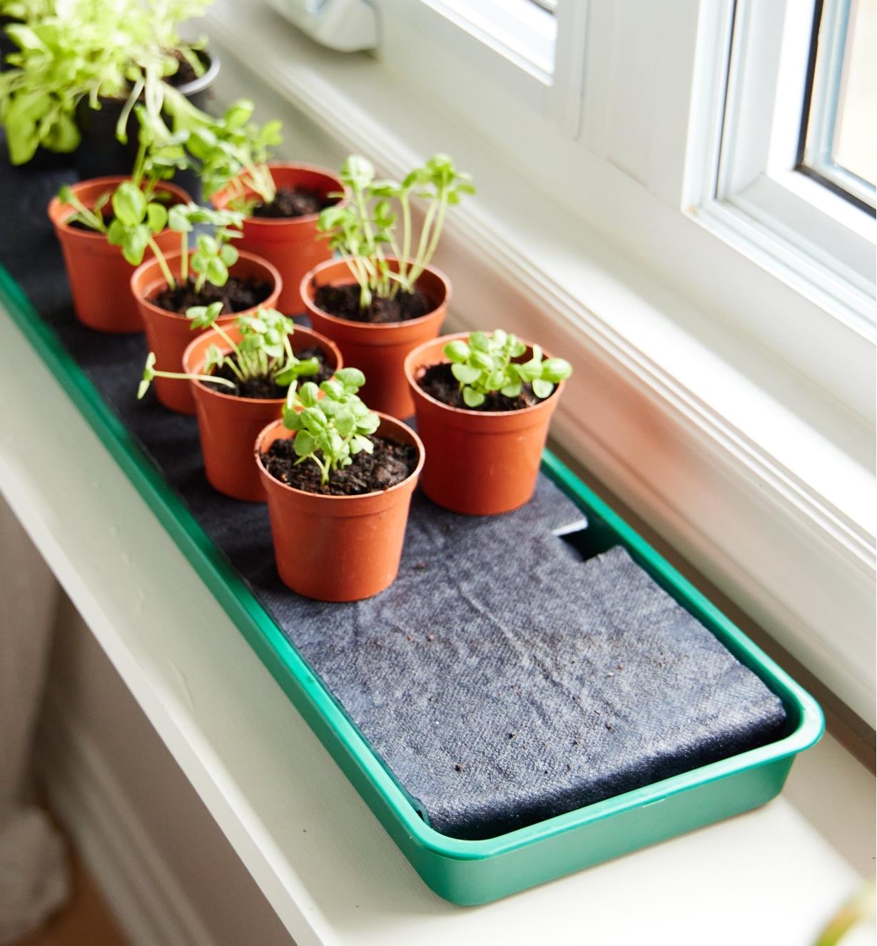 Eight potted plants on a self-watering tray in front of a window