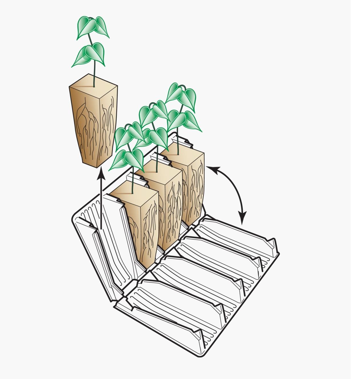 Illustration montrant comment retirer des semis d'un système pour semis à racines profondes Rootrainers.