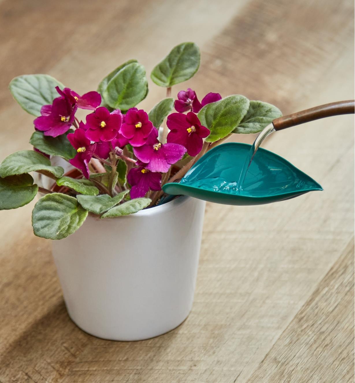 Pouring water onto a watering leaf inserted into a pot of African violets