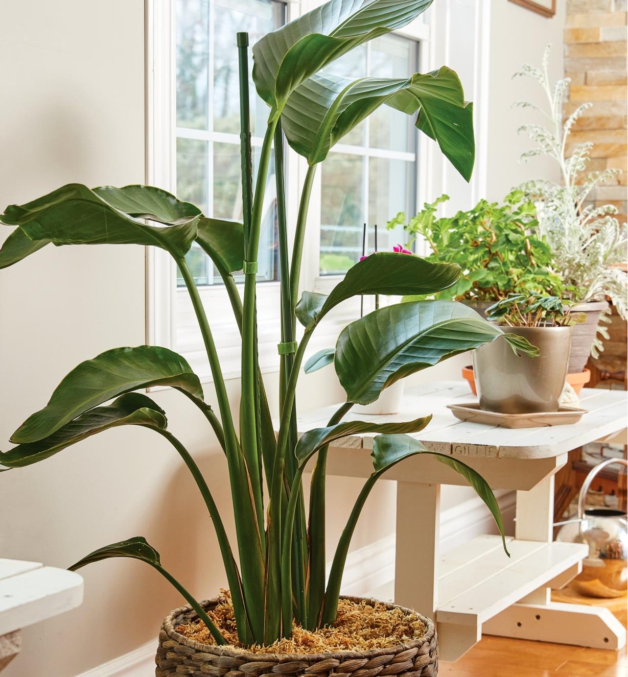 Green permanent stakes help to support a large houseplant in a basket.